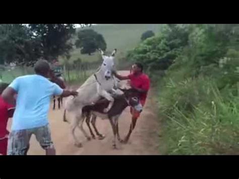 mulheres transando com jumentos|Mulheres Transando com Jumento .